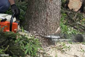 How Our Tree Care Process Works  in Gering, NE